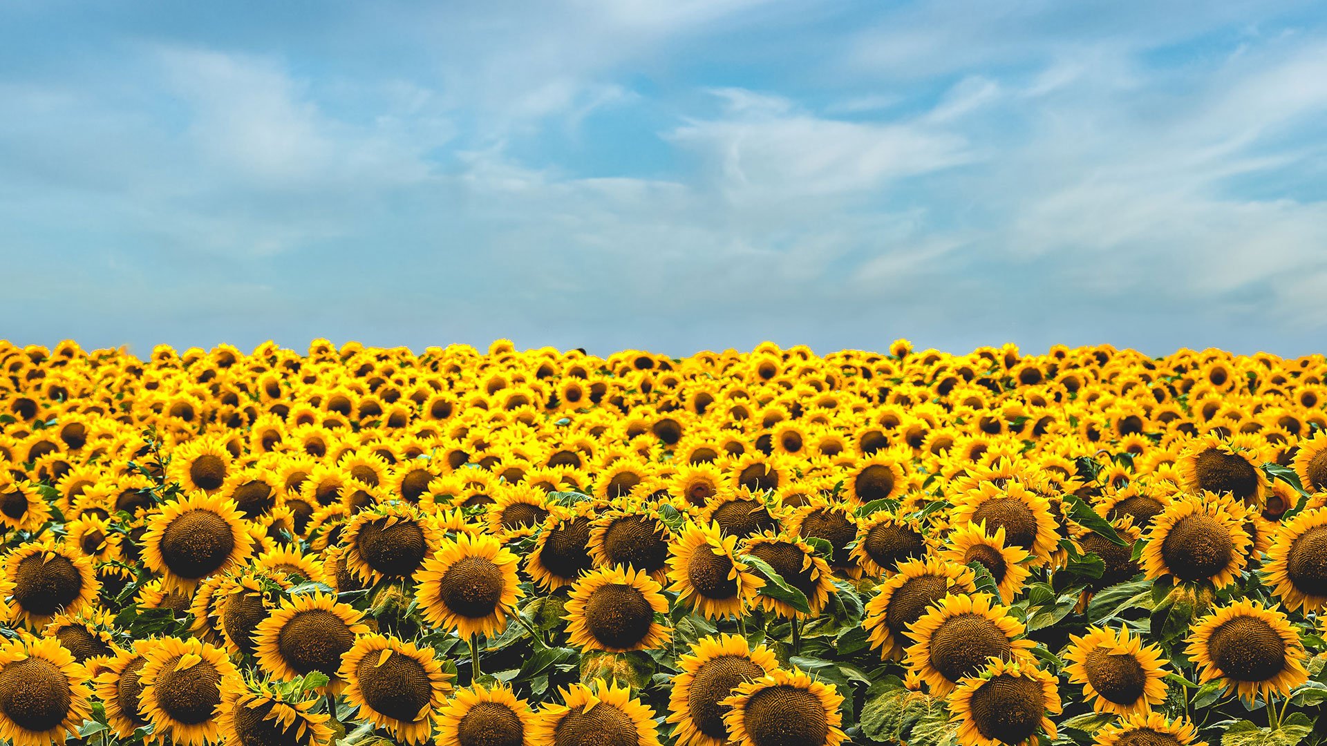 A field of yellow sunflowers against a blue sky
