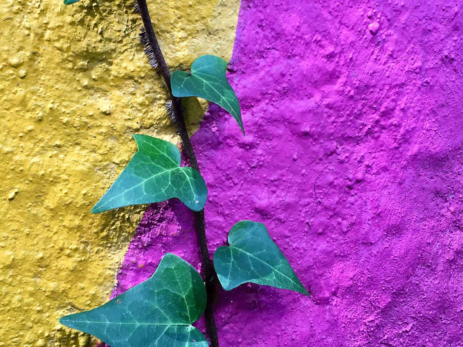A green vine growing on a yellow and purple wall